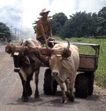 Oxcart in Costa Rica.